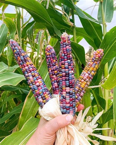 How To Grow Glass Gem Corn The Most Beautiful Corn