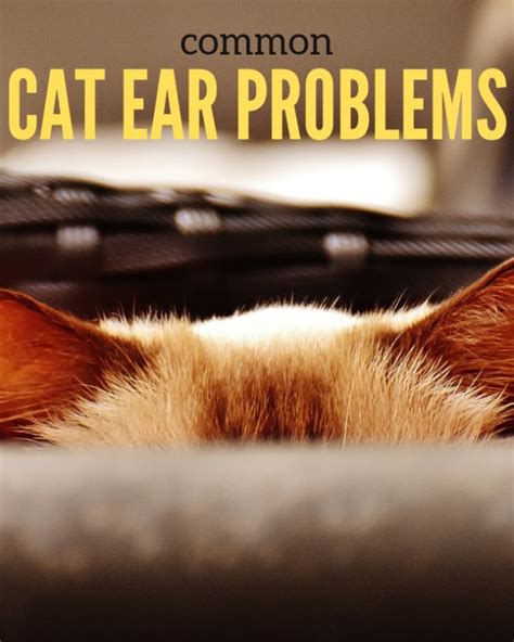 What Causes Cloudy Eyes In Cats Pethelpful By Fellow Animal Lovers