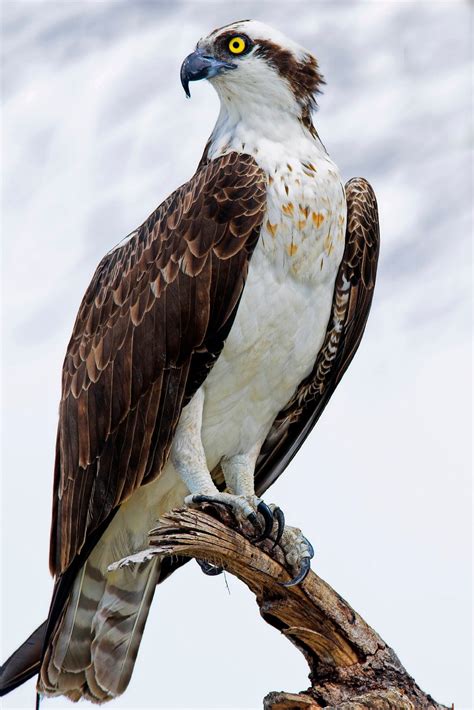 Ospreys The Real Sea Hawks Here In Southwest Florida It Is Not By