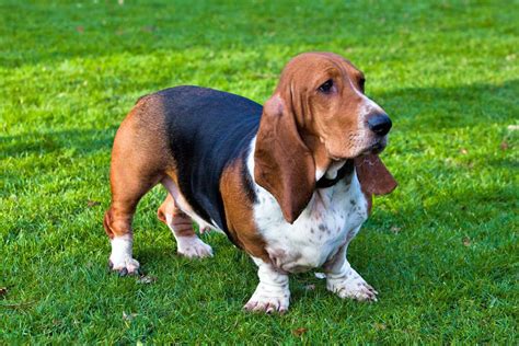 Basset Hound Dog Breed Profile Maryland Pet