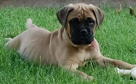 Sorry, there are no bullmastiff puppies for sale in ohio at this time. Feeding a dog raw egg, bullmastiff puppies for sale in ...