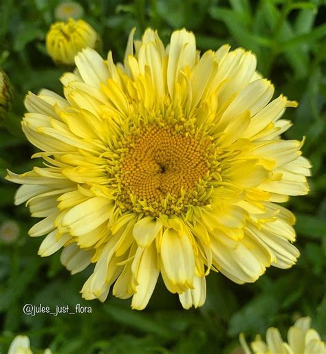 I have yet twelve hours to spare; Jules_just_flora on Instagram: "Leucanthemum also known as ...