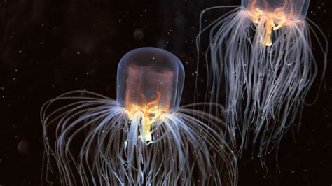 5 Most Venomous And Deadliest Jellyfish In The World 42west