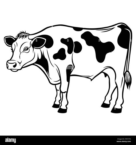 Hand Drawn Flat Vector Cow Outline Design Stock Vector Image And Art