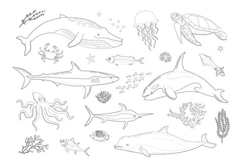 Various Marine Animals Coloring Page Mimi Panda