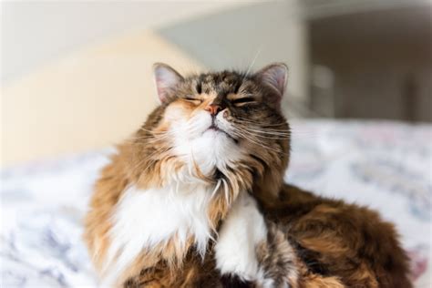Cat Skin Irritation Symptoms Causes And Treatment Dutch