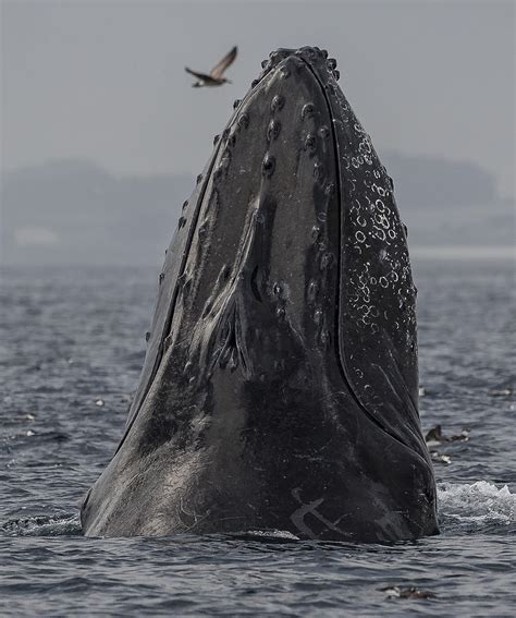 Spyhopping Humpback Whale In Monterey Bay Photograph By Don Baccus