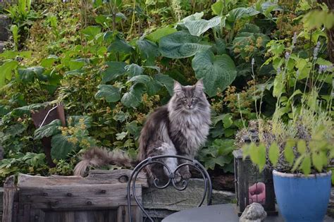 Norwegian Forest Cat The Ultimate Guide To Their History Types