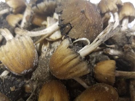 Michigan Spring Mushroom Id Mushroom Hunting And Identification