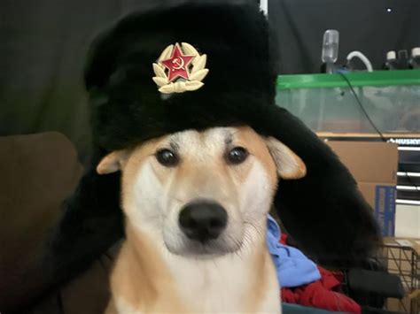 Komrade Doggos