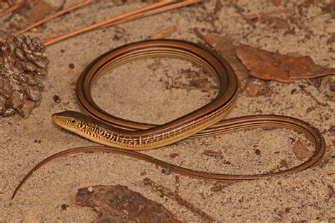 Mimic Glass Lizard Reptiles And Amphibians Of Mississippi