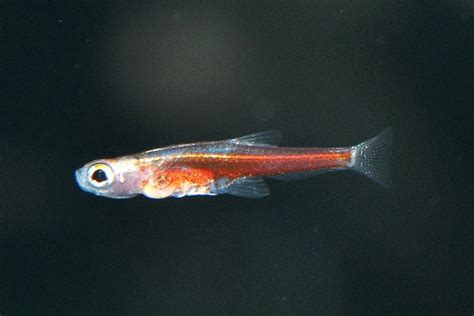 Paedocypris Progenetica My Fish