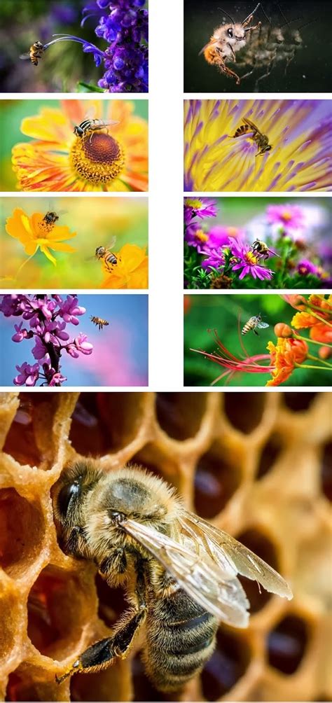 Bee Animal Theme For Windows 7 And 8 81 Ouo Themes