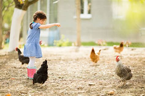 Best Girl Feeding Chickens Stock Photos Pictures And Royalty Free Images