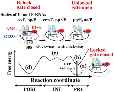 Model Of R Translocation Schematic Representation Of A Model Of