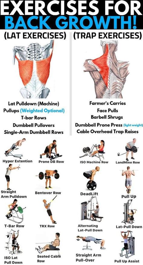 8 Best Muscle Building Back Exercises Coolguides