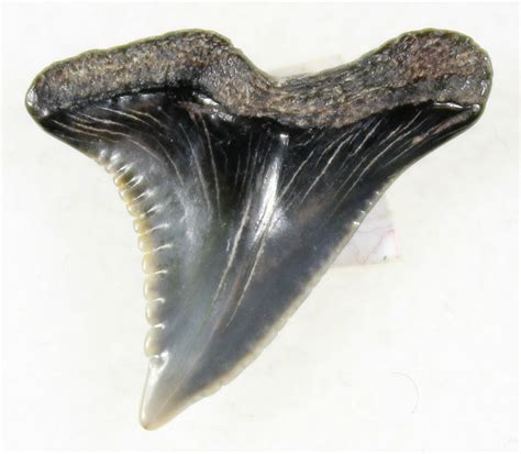Beautiful 69 Hemipristis Shark Tooth Fossil 27020 For Sale