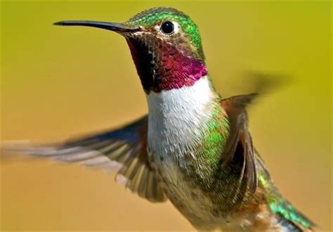 Hummingbirds Can See Colors Humans Can Only Imagine Science News