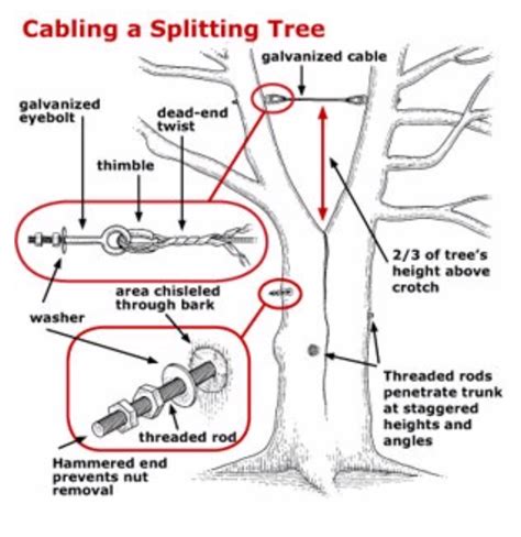 Tree Cabling And Bracing Tree Safety Advance Tree Pros