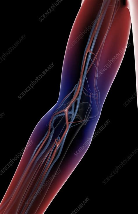 The Blood Vessels Of The Arm Stock Image C0082070 Science Photo