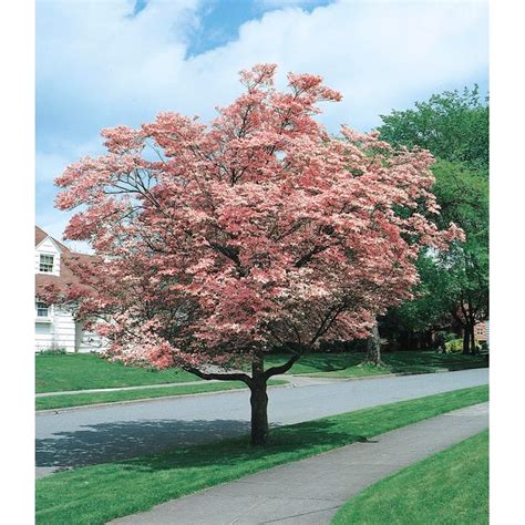 55 Gallon Pink Pink Flowering Dogwood Flowering Tree In Pot L3181 In