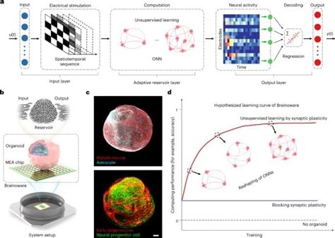 Brain Organoid Reservoir Computing For Artificial Intelligence