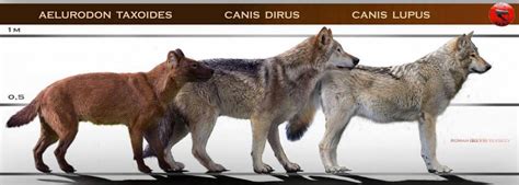 The dire wolf (canis dirus, fearsome dog) is an extinct species of the genus canis. Canis dirus / Dire Wolf | RobinGoodfellow_(m) | Flickr