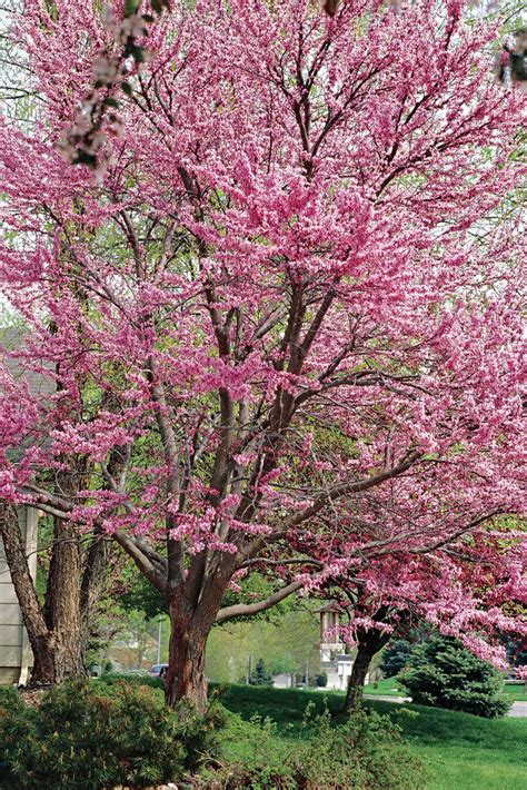 Small Flowering Trees In Florida / Trees and Shrubs for Florida | The ...