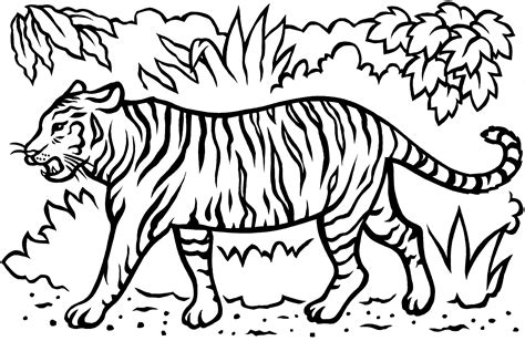 White Tiger Coloring Page At Free