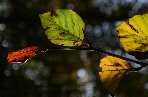 Green And Yellow Leaves · Free Stock Photo
