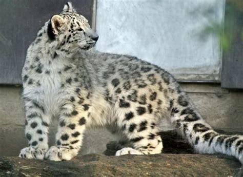 Snow Leopard Facts For Kids Snow Leopard Habitat And Diet