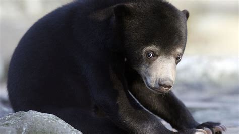 Buying This Sunscreen Will Help Save The Sun Bears Huffpost Null