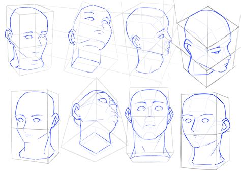 Animopus Head Prespective Reference Drawing The Human