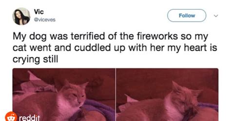 This Cat Loves A Cuddle Wholesomememes