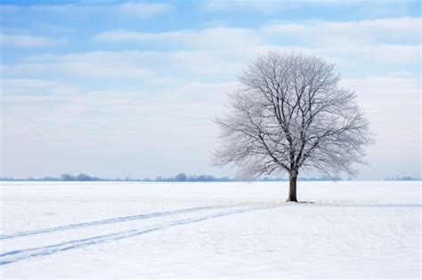 Premium Photo A Lonesome Tree In A Calm Snowy Field