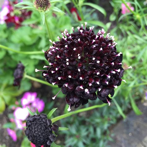 Scabiosa Atropurpurea