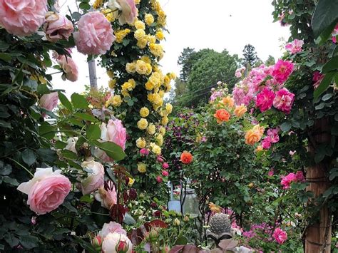 Rose Gardening Tips Rose Gardening आसान तरीके से घर में लगाएं गुलाब