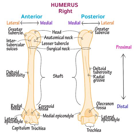Humerous Shaft The Shaft Of The Humerus Has A Posterior An