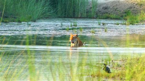 Royal Bengal Tiger Facts Tiger Encounter