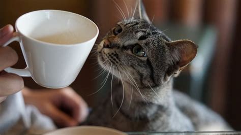All this, and you still don't know where your socks are! The Dirty Truth About Cat Cafes