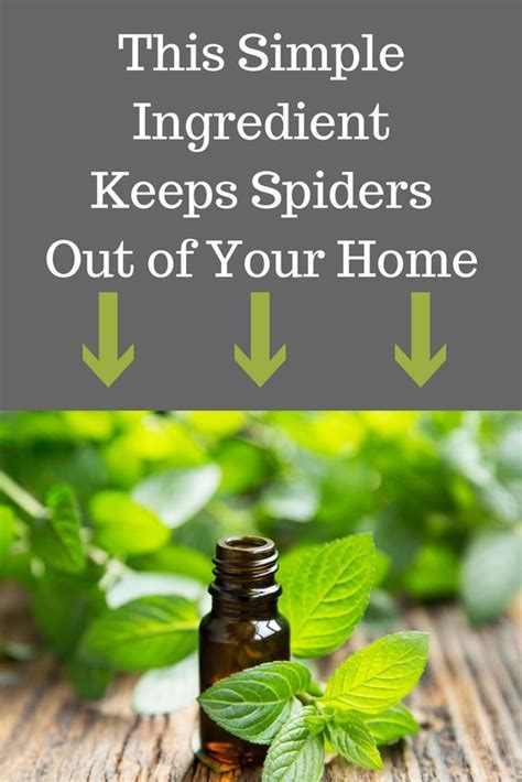 Learn How To Get Rid Of Spiders Naturally With This Incredibly Simple