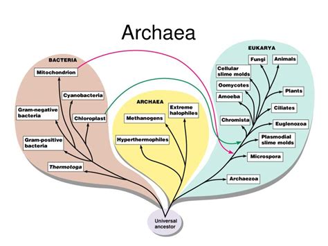 Archaea 6th Grade Biology Pinterest