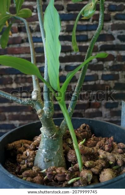 Turmeric Seeds Pot Turmeric Trees Pot Stock Photo 2079999745 Shutterstock