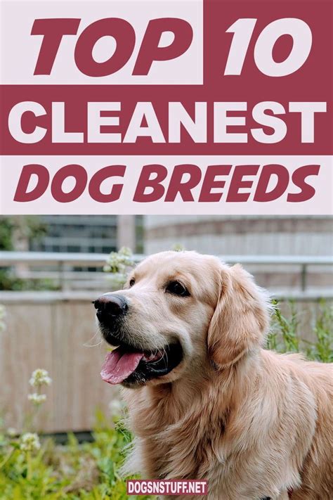 10 Cleanest Dog Breeds Neat Freaks Should Own Dog Breeds Dogs Dog
