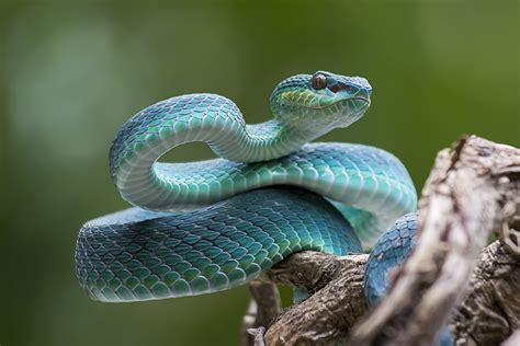 Blue Pit Viper From Indonesia Transbiz