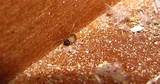 Pictures of Carpet Beetle Steam