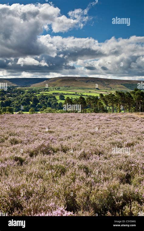 Moors Heather Westerdale Yorkshire Uk High Resolution Stock Photography