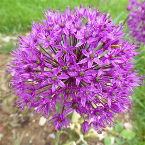 Bulbes Allium Stipitatum Violet Beauty Ail D Ornement En Vente