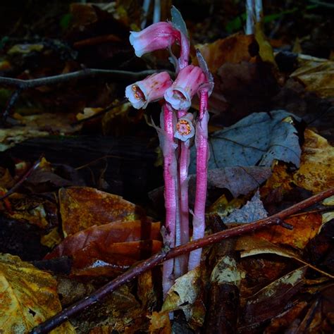 Ghost Pipes Monotropa Uniflora Come In More Colors Than Ghostly White