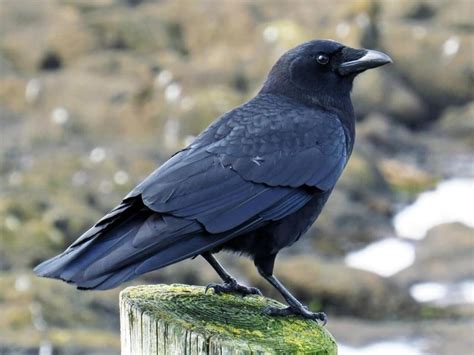 american crow profile facts eggs size beak fly feet bird baron